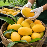Carefully Selected Fresh Fruits